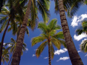 coconut-oil-post-palms