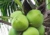 coconut-oil-post-green-coconuts-featured