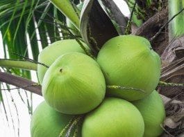 coconut-oil-post-green-coconuts-featured